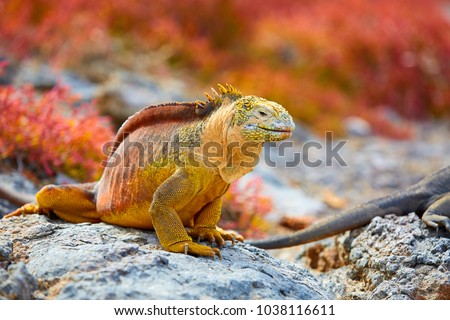 Galapagos Land Iguana, Galápagos Islands, Ecuador, South America