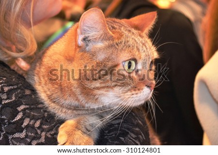 The cat on the shoulder of the mistress of the exhibition of cats in Penza (Russia) is closely watching: profile
