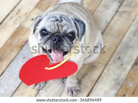 Pug dog with paper hearts, love you.