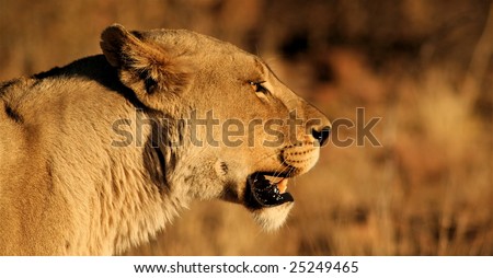 Lioness watching antelope grazing in the distance