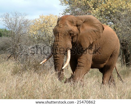 Large male elephant walking