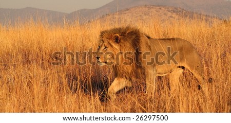 Lion stalking through long grass