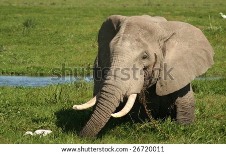 Elephant feeding in a swamp, Kenya