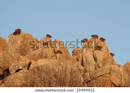 African Rock Hyrax