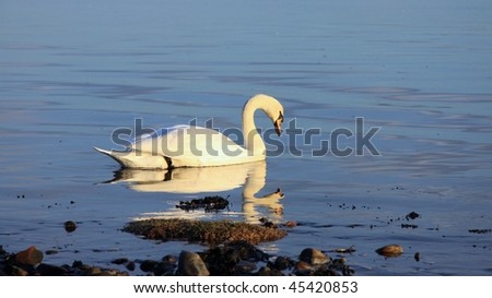 Swan swimming on a cold winters day