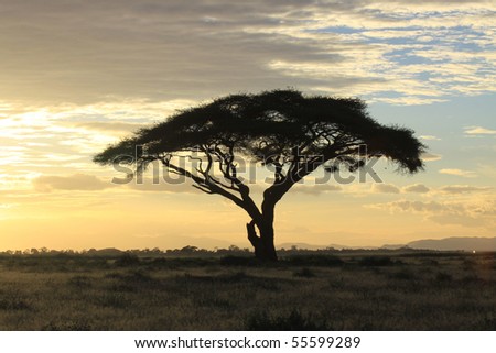 African savanna landscape at sunset