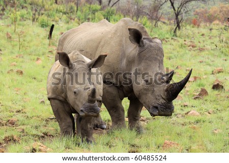 Rhino mother and calf in African National Park