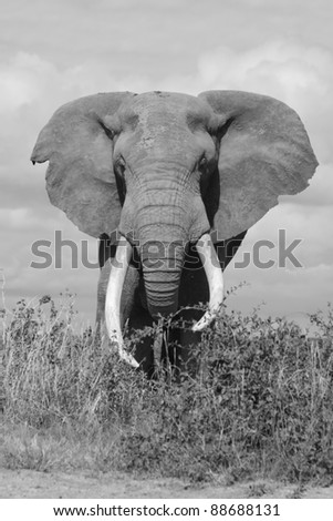 Large and dominant male elephant, Amboseli National Park, Kenya