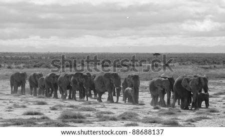 Large family group of elephants move in a line towards the swamps of Amboseli National Park, Kenya