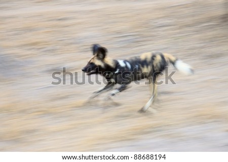 A rare and elusive wild dog photographed whilst hunting in the Kruger National Park, South Africa