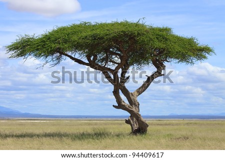african savanna tree