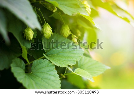 Detail of hop and leaves on sunny background
