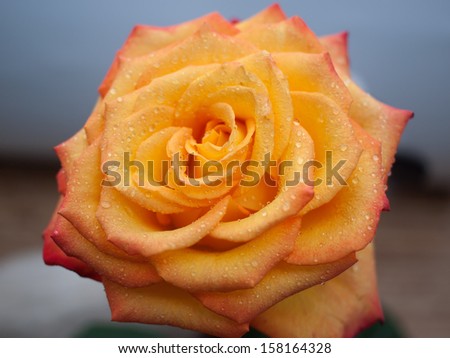 big orange rose with water drops on petals