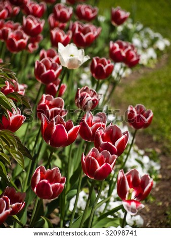 red-white tulips on flowerbed in garden