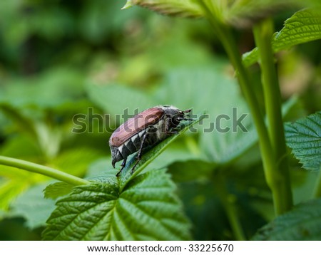 cockchafer or may-beetle on leaves of raspberry\'s bush
