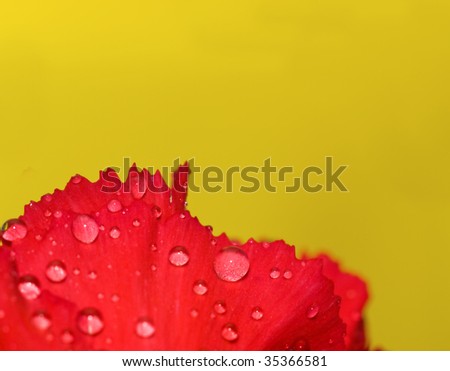 petal of red carnations with drops of dew on yellow background