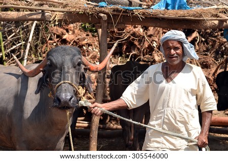 HAMPI, INDIA - FEBRUARY 25: An unidentified man with a cow on February 25, 2012 in Hampi, India.