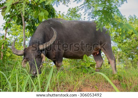 buffalo or domestic Asian water buffalo (Bubalus bubalis)