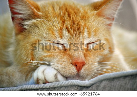 Closeup of a sleeping cat