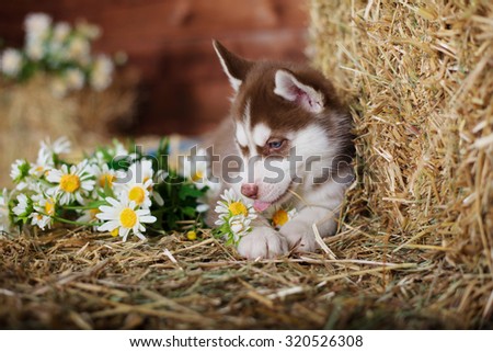 Siberian Husky. Dog with flowers in studio