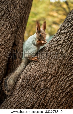 Squirrel eat nuts on branch of autumn tree