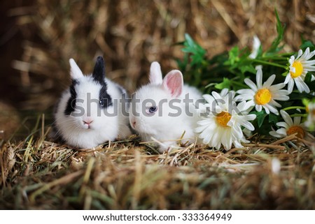 two rabbits with flowers in hay