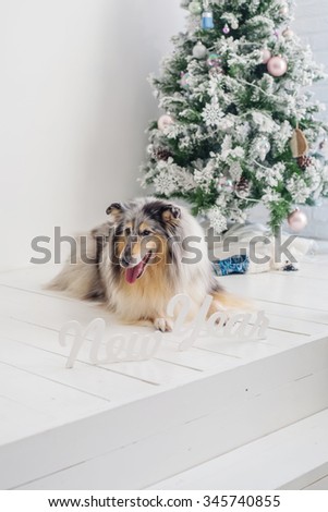 Dog collie with christmas and new year decorations, christmas tree, presents