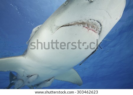 CLOSE-UP TO THE OPEN MOUTH OF A LEMON SHARK
