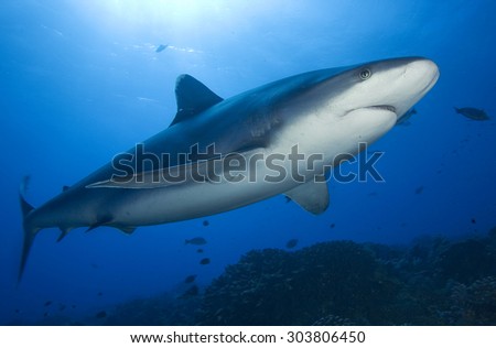 SILVERTIP SHARK SWIMMING IN THE FRONT OF THE REEF