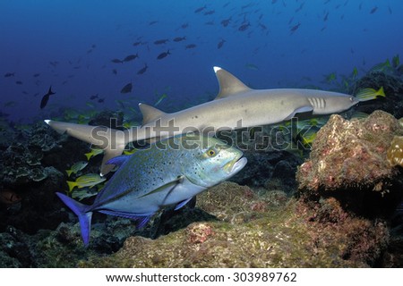 WHITETIP REEF SHARK AND JACK FISH SWIMMING ON A CORAL GARDEN