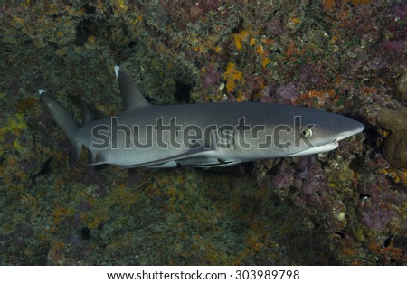 WHITETIP REEF SHARK SWIMMING ALONG THE REEF