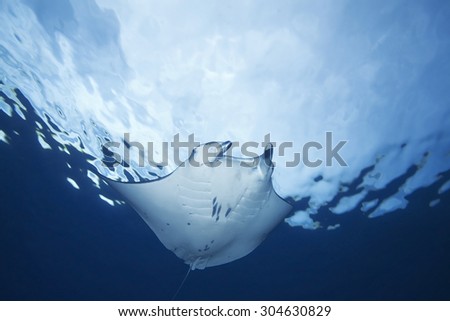 MANTA RAY SWIMMING ON BLUE WATER CLOSE TO FLAT SURFACE OF WATER