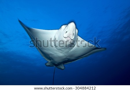 face view of spotted eagle ray swimming