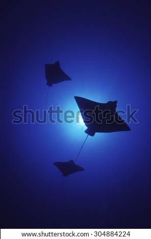 SHADOWS OF SPOTTED EAGLE RAY SWIMMING ON BLUE WATER