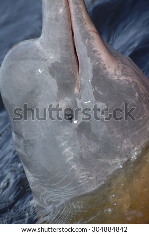 CLOSE-UP VIEW OF AMAZONIAN DOLPHIN HEAD OUT OF WATER