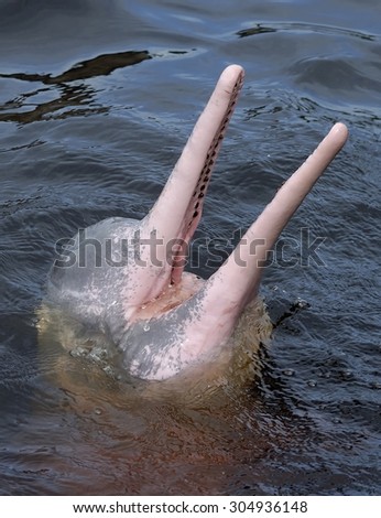 AMAZONIAN DOLPHIN IN SURFACE WITH HEAD OUT OF WATER