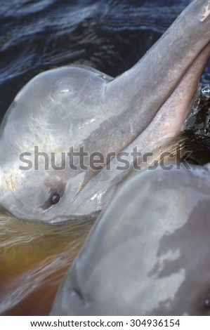 CLOSE-UP VIEW OF AMAZONIAN DOLPHIN FACE