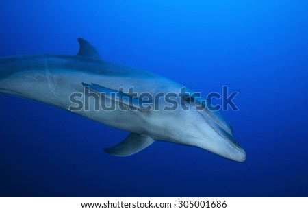 BOTTLE NOSE DOLPHIN SWIMMING ON CLEAR BLUE WATER
