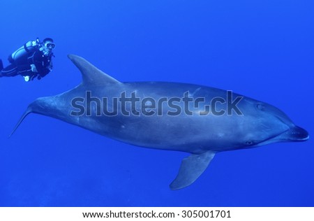 BOTTLE NOSE DOLPHIN SWIMMING ON BLUE WITH DIVER