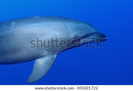 BOTTLE NOSE DOLPHIN SWIMMING ON BLUE CLEAR WATER