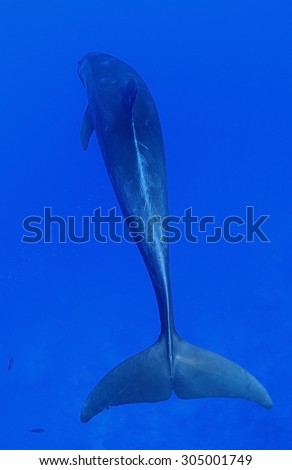 REAR VIEW OF BOTTLE NOSE DOLPHIN SWIMMING ON BLUE WATER