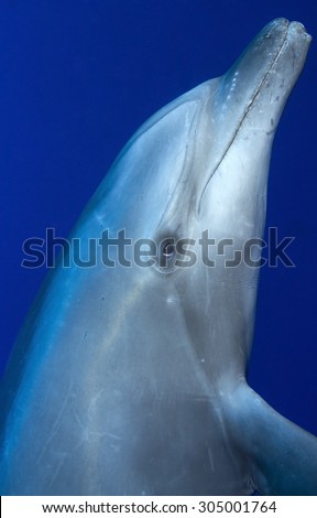 CLOSE-UP FACE VIEW OF BOTTLE NOSE DOLPHIN SWIMMING IN BLUE