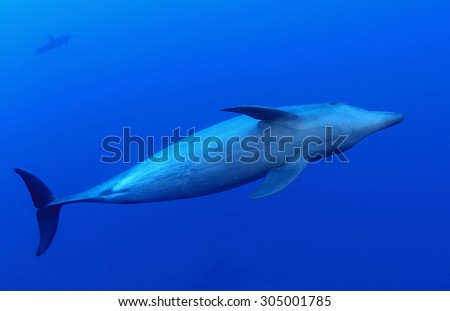 BOTTLE NOSE DOLPHIN SWIMMING ON BLUE CLEAR WATER