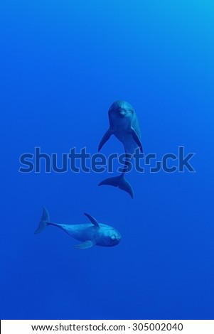 COUPLE OF BOTTLE NOSE DOLPHIN SWIMMING ON BLUE WATER