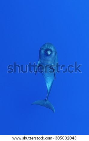 BOTTLE NOSE DOLPHIN SWIMMING ON BLUE WATER