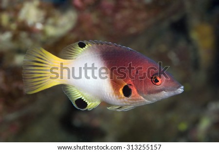 SMALL WRASSE FISH SWIMMING ON CORAL REEF CLEAR BLUE WATER