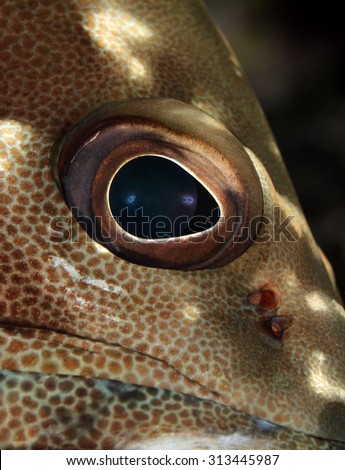 VERY CLOSE-UP VIEW OF GROUPER EYES