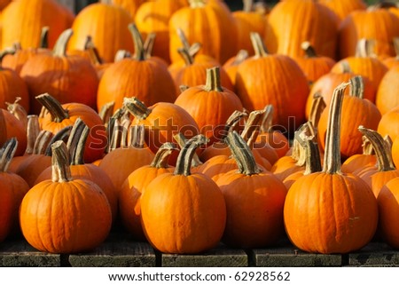 Pumpkins put from smallest to biggest