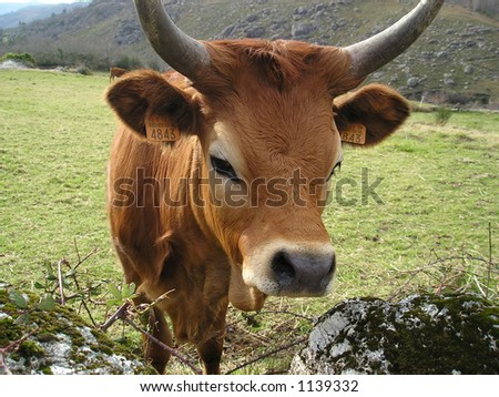 Nice cow portrait