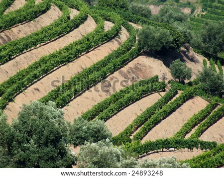 New generation terraced vineyards